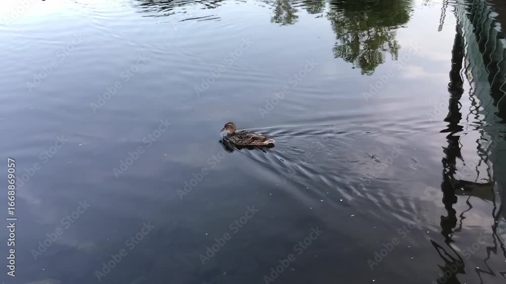 Poster duck gliding smoothly across tranquil water surface, creating gentle ripples, with reflections of tr