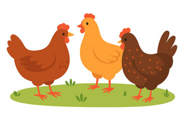 Fototapeta premium Three colorful chickens standing together on green grass hens on grass field 