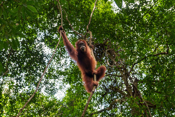 Sumatra Orangutan Explore trip on the jungle   © Daniel