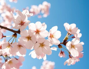 Cherry blossoms against clear blue sky