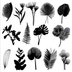 siluetes of tropical plants and flovers.