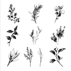 isolated hand draw herbs black ink.