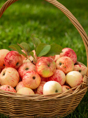 red apples in a wicker basket, harvest