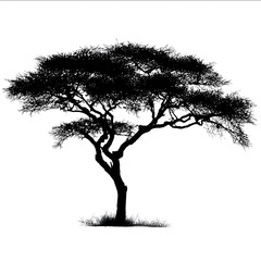create a silhouette of an acacia tree in black against a white background.