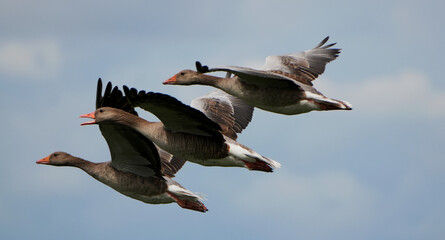 three geese (anser anser) fly together in formation through a blue sky.