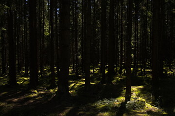 Fototapeta premium Spruce forest at Bavorov,South Bohemia,Czech Republic,Europe 