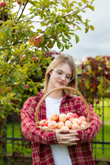 wicker basket with apples in female hands, autumn apple harvest