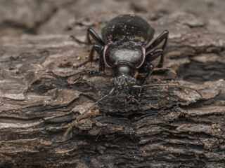 Es handelt sich um eine Nahaufnahme von einem schwarzen Hainlaufkäfer (Carabus nemoralis), der...