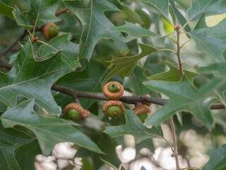 Nahaufnahme eines kleinen Zweigs der Busch-Eiche (Quercus ilicifolia), an dem sich zwischen den...
