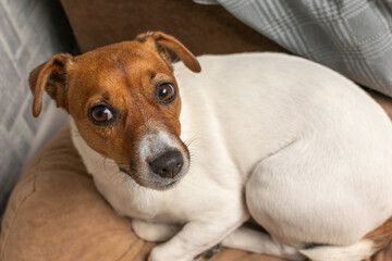 Cozy Jack Russell Terrier Relaxing on a Comfortable Couch at Home
