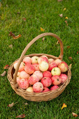 red apples in a wicker basket, harvest