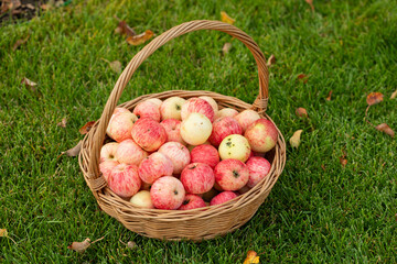 red apples in a wicker basket, harvest