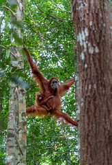 Sumatra Orangutan Explore trip on the jungle 
