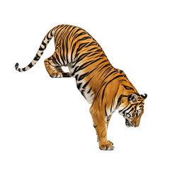 Obraz premium Tiger getting down a white box, isolated on white