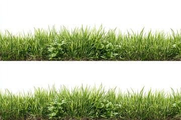Two identical horizontal rows of vibrant green grass, including small, dark green weeds, atop a thin brown soil line, isolated on a white background