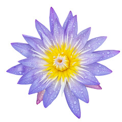 Nénuphar nymphaea nouchali violet bleu rose et jaune isolé sur fond transparent vu de face pour décoration florale, papeterie, design 3D, illustration, fleur botanique, mariage 