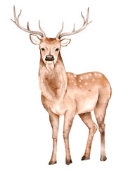 Watercolor illustration of a stag with antlers, isolated on white, woodland animal artwork perfect for children books, nursery prints, greeting cards, stickers, posters, and fabric design.