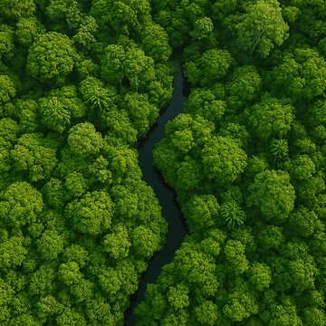 Dense Rainforest Canopy with River Aerial View
