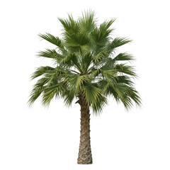 Lush green palm tree with textured trunk detailed tropical foliage flora nature transparent background