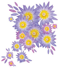 Fototapeta premium Nénuphar nymphaea nouchali violet bleu rose et jaune isolé sur fond transparent vu de face pour décoration florale, papeterie, design 3D, illustration, fleur botanique, mariage 