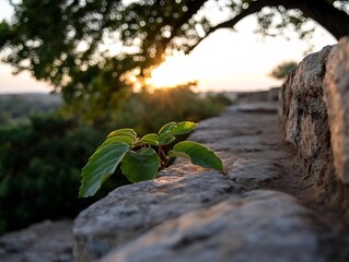 Resilient sprout on stone wall against a backdrop of golden sunset scenery