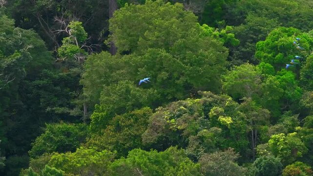 A large group of Blue-and-Yellow Macaws flies together above the dense Amazon rainforest canopy in Tambopata, Peru, captured in daylight with aerial telephoto perspective