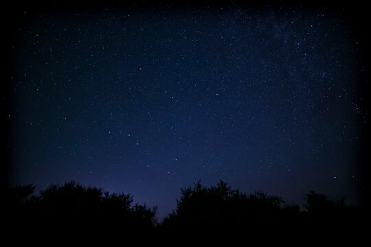 night landscape: view on dark blue starry sky above trees
