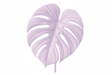 Monstera deliciosa leaf with purple color and deep lobes isolated on a transparent background, perfect for nature-inspired designs