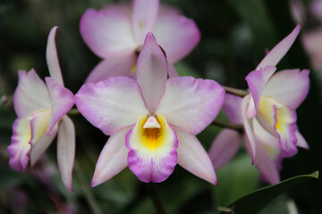 Lovely soft pink and white Jackfowlieara Appleblossom orchid hybrid in full bloom.