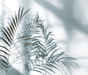 Palm fronds cast soft shadows on white