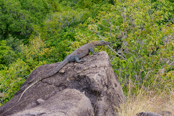 Cruise by the Komodo island 