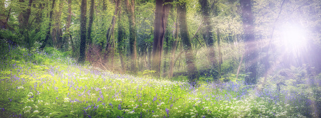 Bluebell wood panorama at sundown cornwall uk 