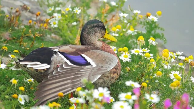  Bloom where you're quacked| Ballard duck | scene
