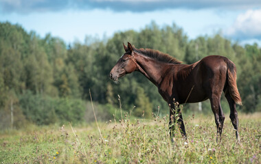 beautiful dark  chestnut sportive foal posing at pasture. cloudy summer day