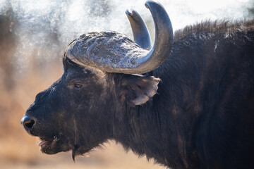 A close up portrait of a Cape Buffalo (Syncerus caffer) in the African bush