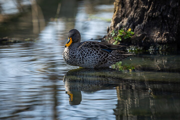 A Yellow-billed Duck (Anas undulata) in a pond in South Africa