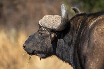 A close up portrait of a Cape Buffalo (Syncerus caffer) in the African bush