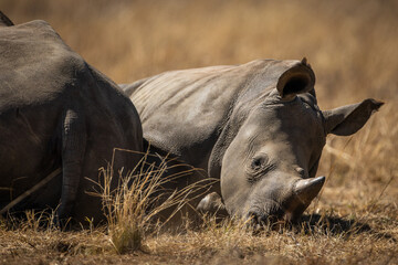 A white rhinoceros calf (Ceratotherium simum) lying next to its mother in the African sun