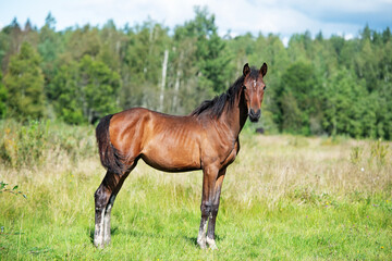 Fototapeta premium beautiful bay sportive foal posing at pasture. sunny summer day