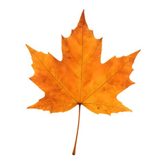 Obraz premium Autumn Leaf's Vivid Hue: A single, brilliantly colored autumn leaf, boasting a spectrum of warm, earthy tones and intricate textures, signifying the change of seasons and nature's artistry.