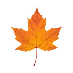 Fototapeta premium Golden Maple Leaf: A close-up of a vibrant, autumnal maple leaf, showcasing its intricate veins and radiant golden color, evoking the season's beauty and tranquility. 