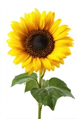 Obraz premium Single sunflower against white (3)