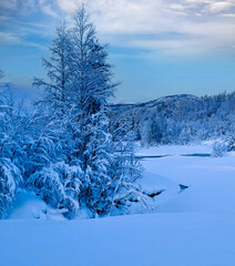 Dog sledding route in Norway's winter forest