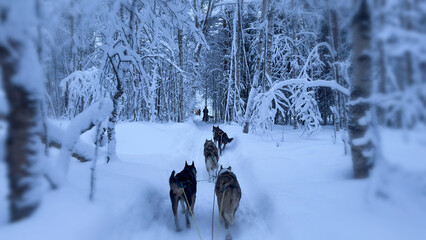 Dog sledding route in Norway's winter forest