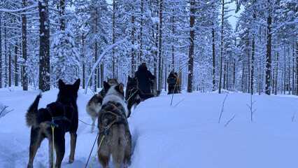 Dog sledding route in Norway's winter forest