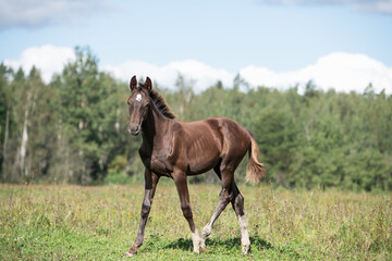  beautiful dark  chestnut sportive foal walking  at pasture. cloudy summer day