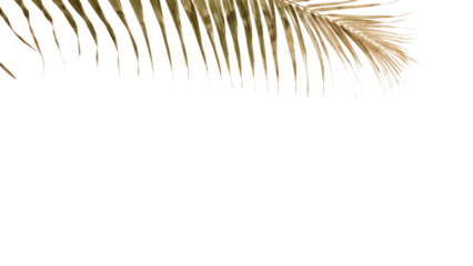 Palm Frond Elegance: A single, elegant palm frond gently graces the frame, its delicate lines and subtle hues. It evokes a sense of tranquility and natural beauty.