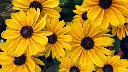 Vibrant yellow flowers with dark brown centers cluster together in a lush green setting, their petals glowing under natural light.