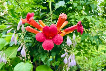 Striking red and orange tubular flowers thrive amidst green foliage, complemented by soft purple flowers in a natural setting. Campsis