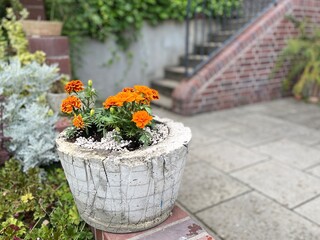 A terra-cotta pot filled with bright orange flowers sits on a brick wall.